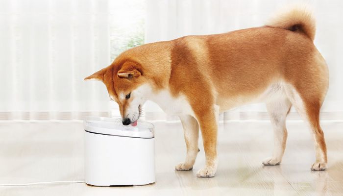 Xiaomi เอาใจคนรักสัตว์เลี้ยง วางจำหน่าย Xiaomi Smart Pet Fountain และ Xiaomi Smart Pet Food