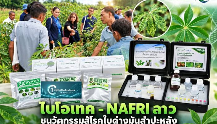 ไบโอเทค - NAFRI ลาว ชูนวัตกรรมสู้โรคใบด่างมันสำปะหลัง