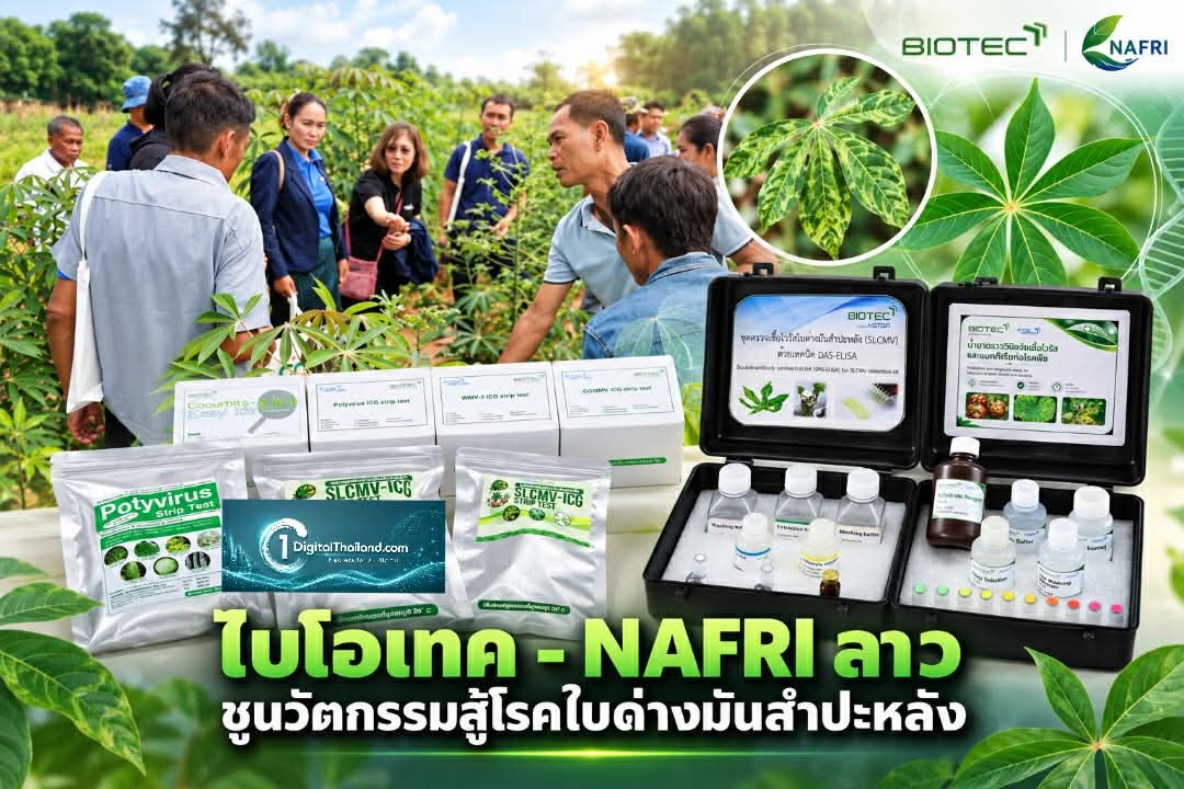 ไบโอเทค - NAFRI ลาว ชูนวัตกรรมสู้โรคใบด่างมันสำปะหลัง